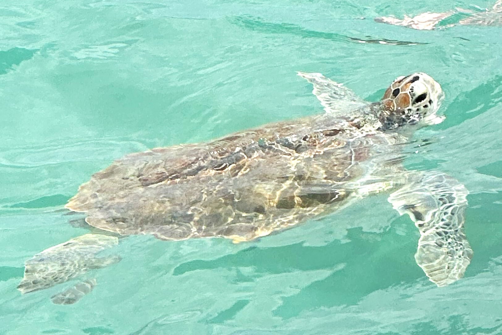 Green Sea Turtle