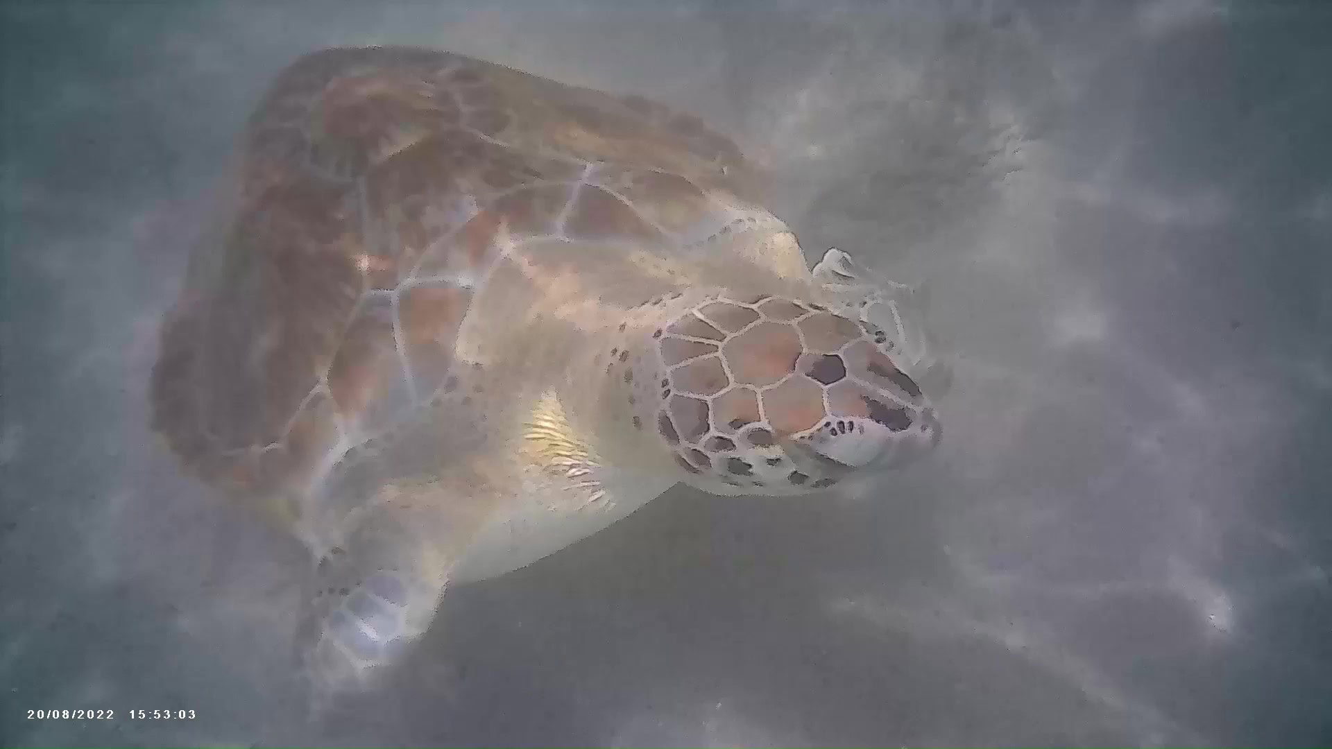 YouTube Snorkeling with Turtles Curacao